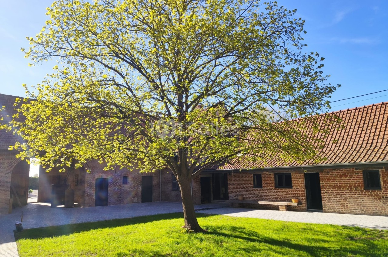 Arbre feuillu au centre d'une cour pavée, entouré de bâtiments en briques sous un ciel bleu clair.