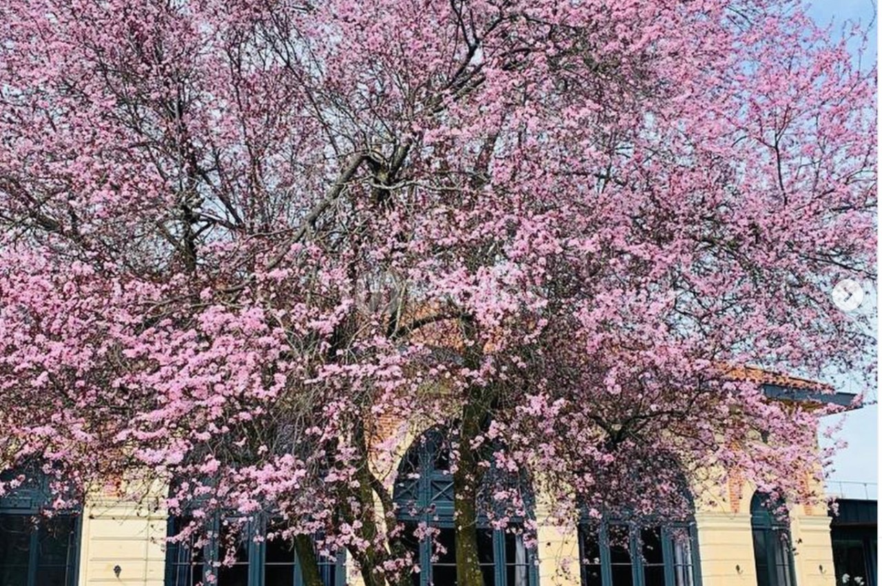 Arbre en fleurs roses devant un bâtiment beige avec des fenêtres aux cadres sombres, sous un ciel partiellement nuageux.