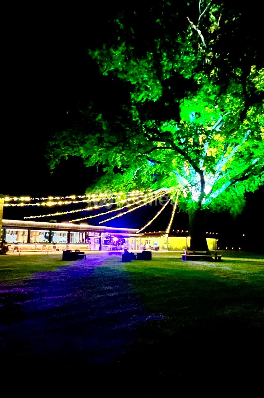 Un grand arbre illuminé en vert avec des guirlandes lumineuses, près d'un bâtiment éclairé, de nuit.