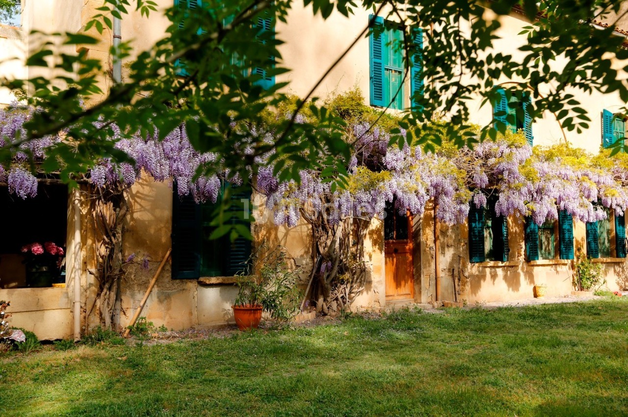 Façade de maison en pierre avec volets verts, ornée de glycines violettes en fleurs, entourée de verdure.