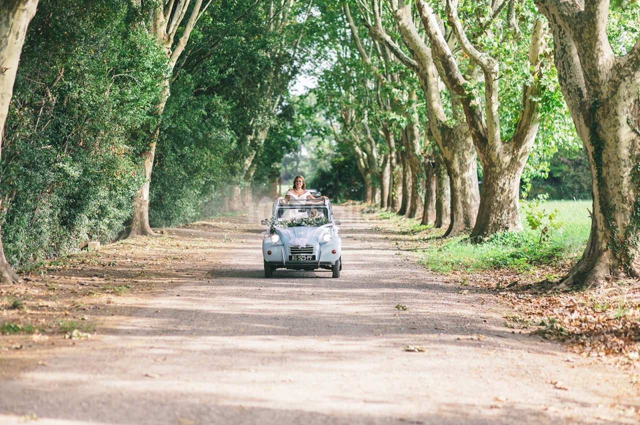 Une voiture ancienne roule sur une route bordée d'arbres, sous un ciel dégagé, dans un cadre champêtre.