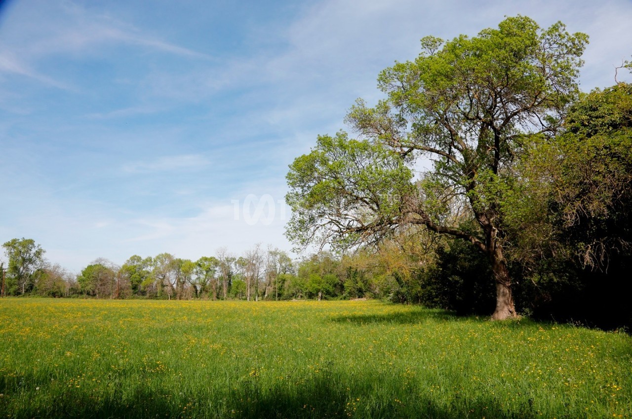 Champ verdoyant parsemé de fleurs jaunes, bordé d'arbres et dominé par un grand arbre sous un ciel dégagé.