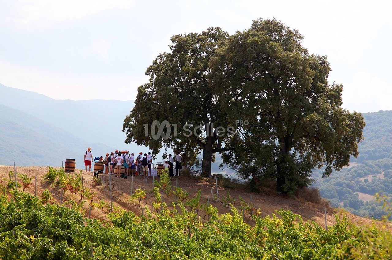Un groupe de personnes rassemblé sous deux grands arbres sur une colline entourée de vignes.