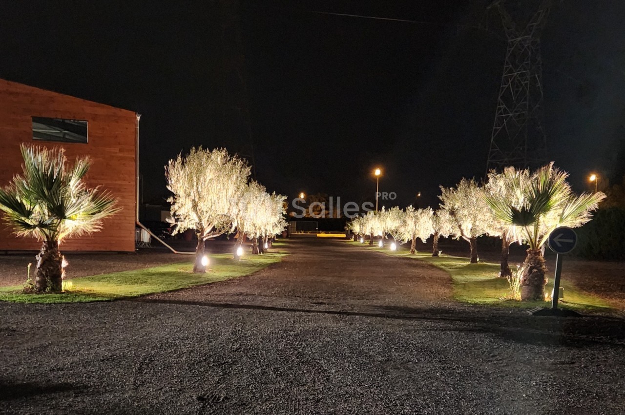 Allée bordée de palmiers et d'arbres illuminés, de nuit, avec un bâtiment en bois sur la gauche.