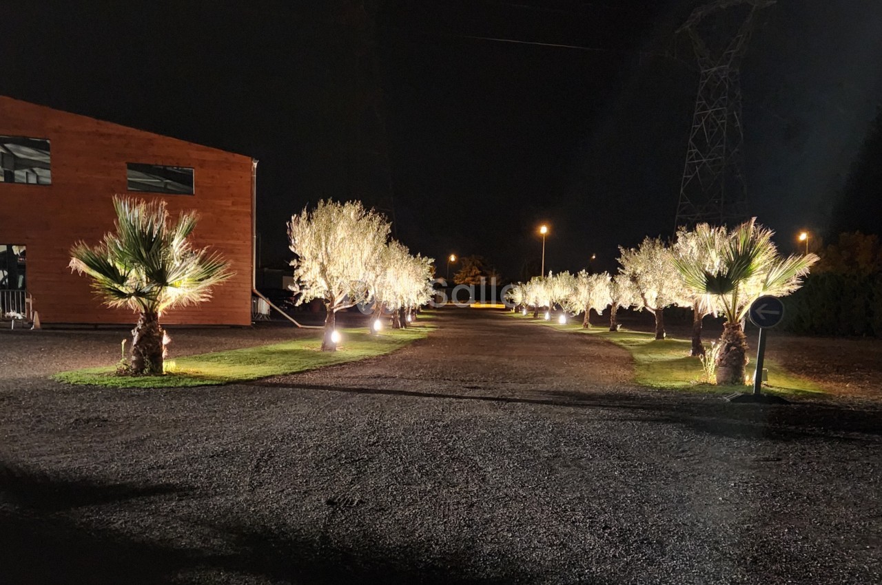 Allée bordée de palmiers et d'arbres illuminés la nuit, avec un bâtiment en bois à gauche.