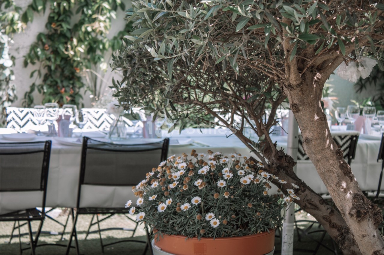Des chaises et une table dressée sous un arbre, avec un pot de fleurs blanches au premier plan.