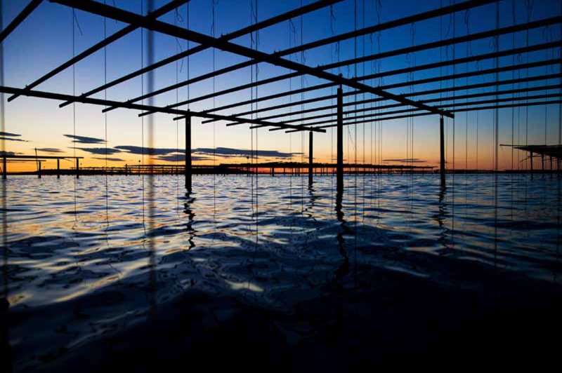 Le Mange Debout de la Ferme Marine - photo 4