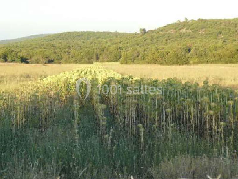 Domaine Des Puits De Rians - galerie - photo 13