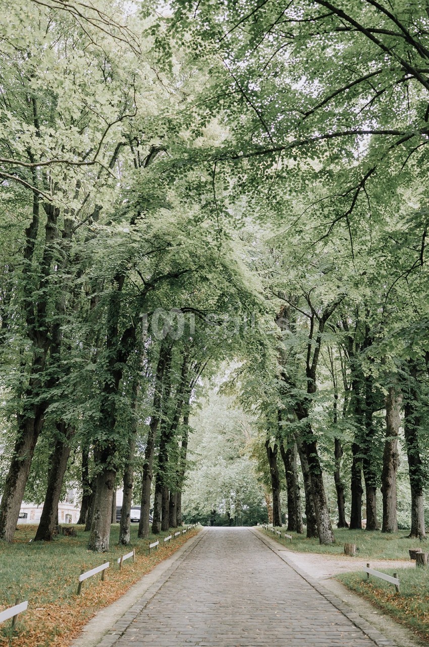 Allée bordée d'arbres feuillus formant une voûte naturelle au-dessus d'un chemin pavé.