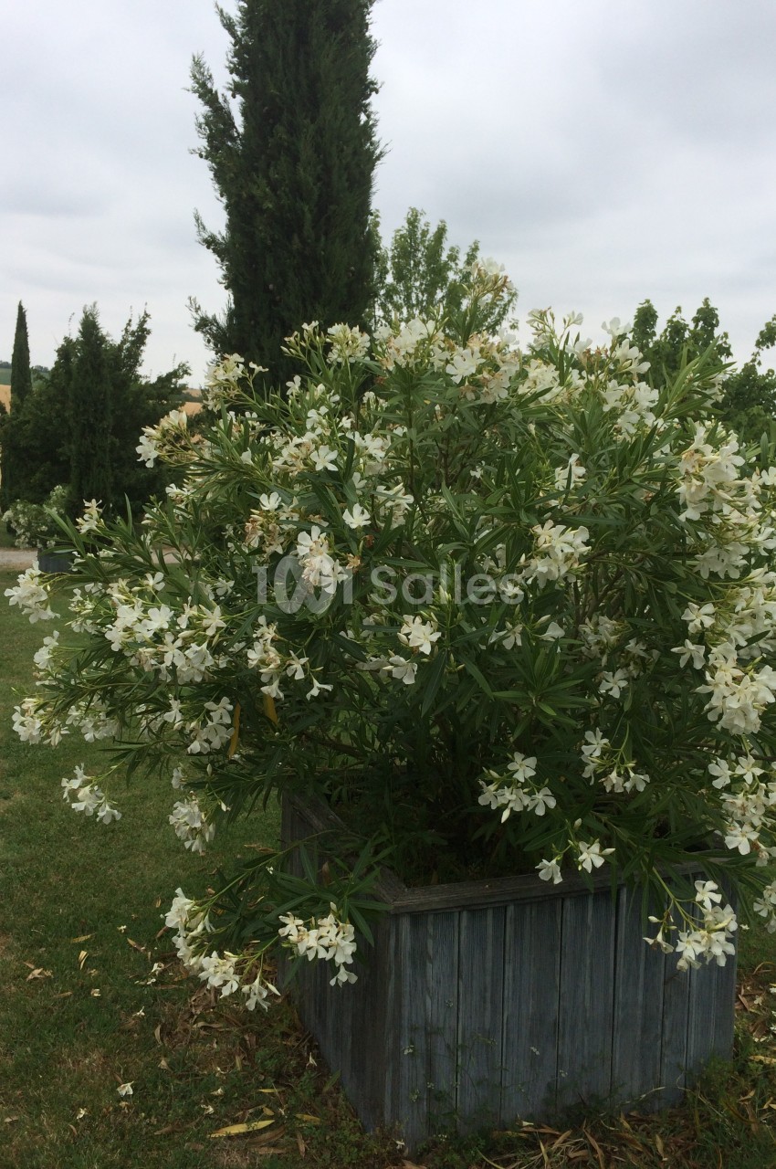 Arbuste fleuri aux fleurs blanches dans un bac en bois, entouré de pelouse et d'arbres sous un ciel nuageux.