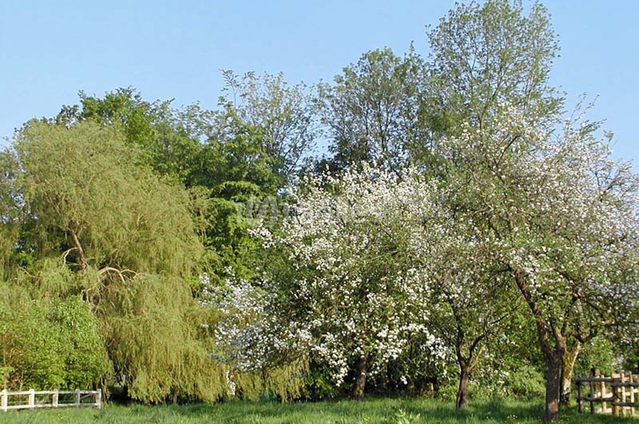 Des arbres en fleurs et feuillus dans un paysage verdoyant sous un ciel bleu clair.