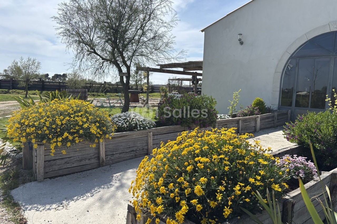 Massifs de fleurs jaunes et violettes bordant un chemin ensoleillé près d'un bâtiment blanc avec un arbre en arrière-plan.