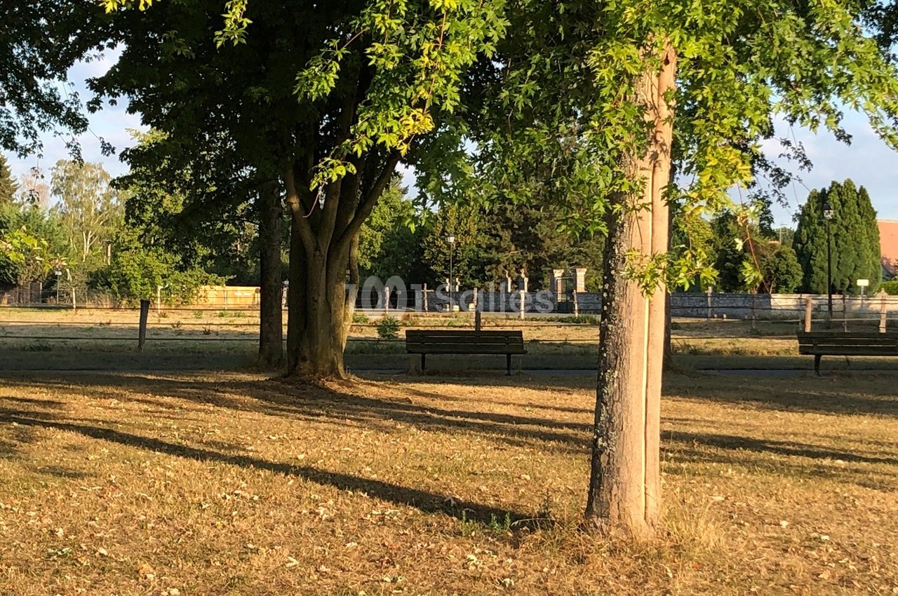 Un parc ensoleillé avec des arbres, un banc en bois et une pelouse partiellement sèche en arrière-plan.