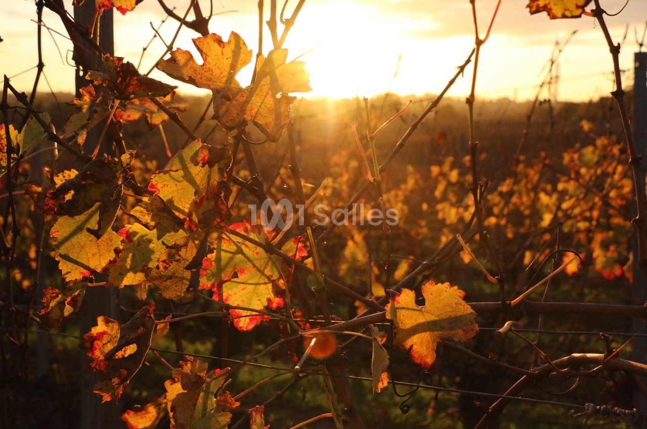 Vignes aux feuilles dorées éclairées par le soleil couchant dans un paysage automnal.