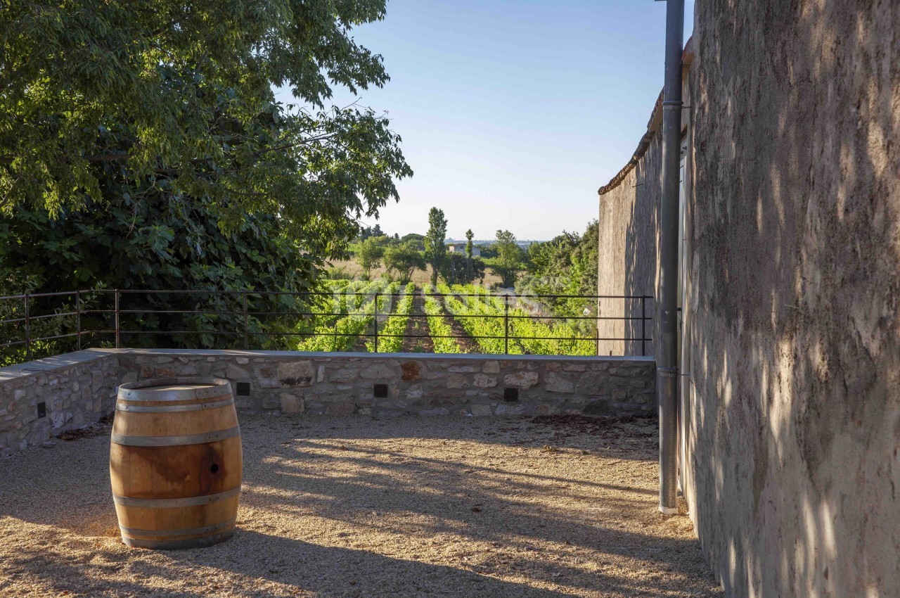 Vue sur des rangées de vignes depuis une cour ensoleillée avec un tonneau en bois au premier plan.