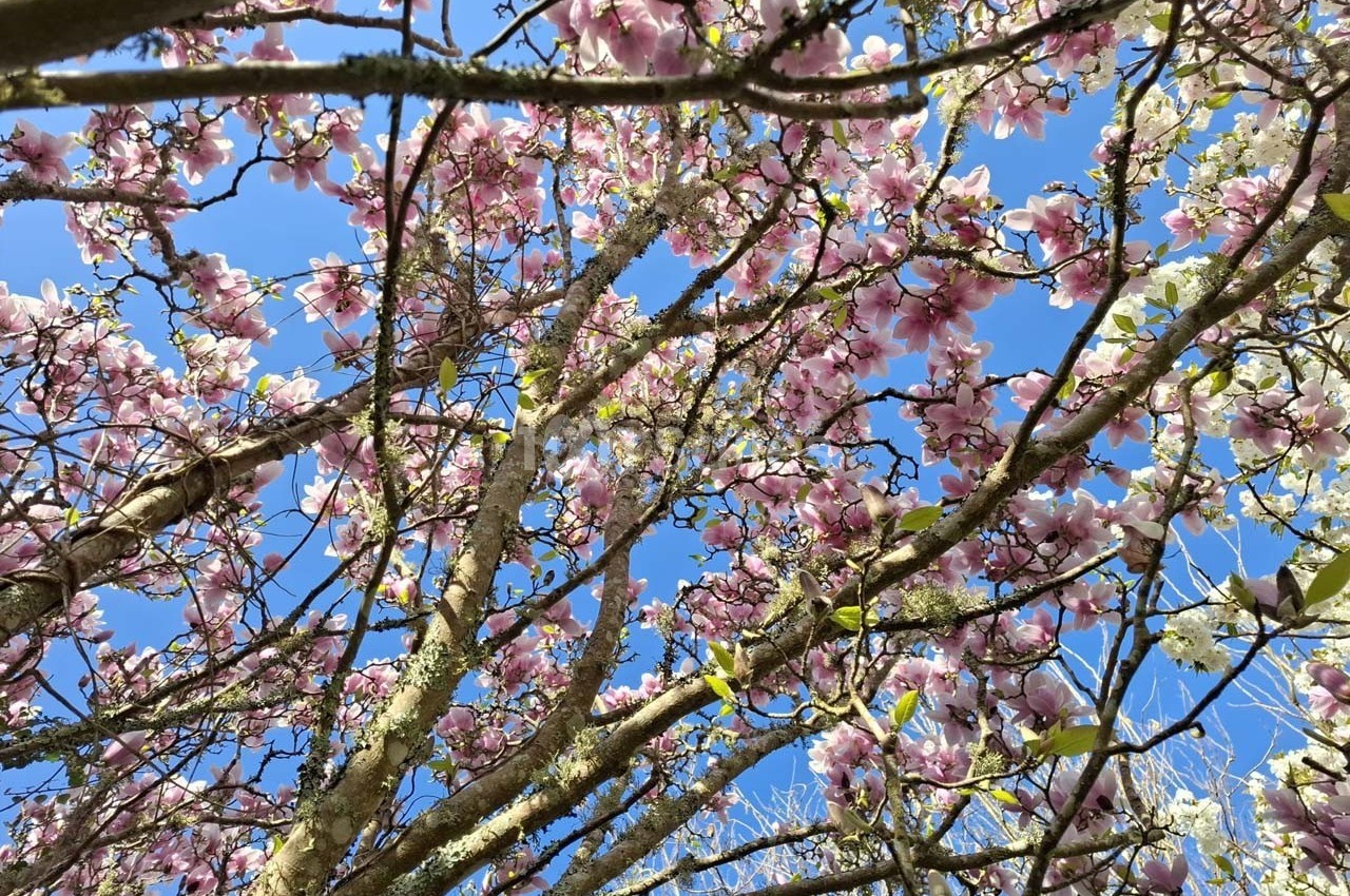Branches de magnolias en fleurs avec des pétales roses, sous un ciel bleu clair.