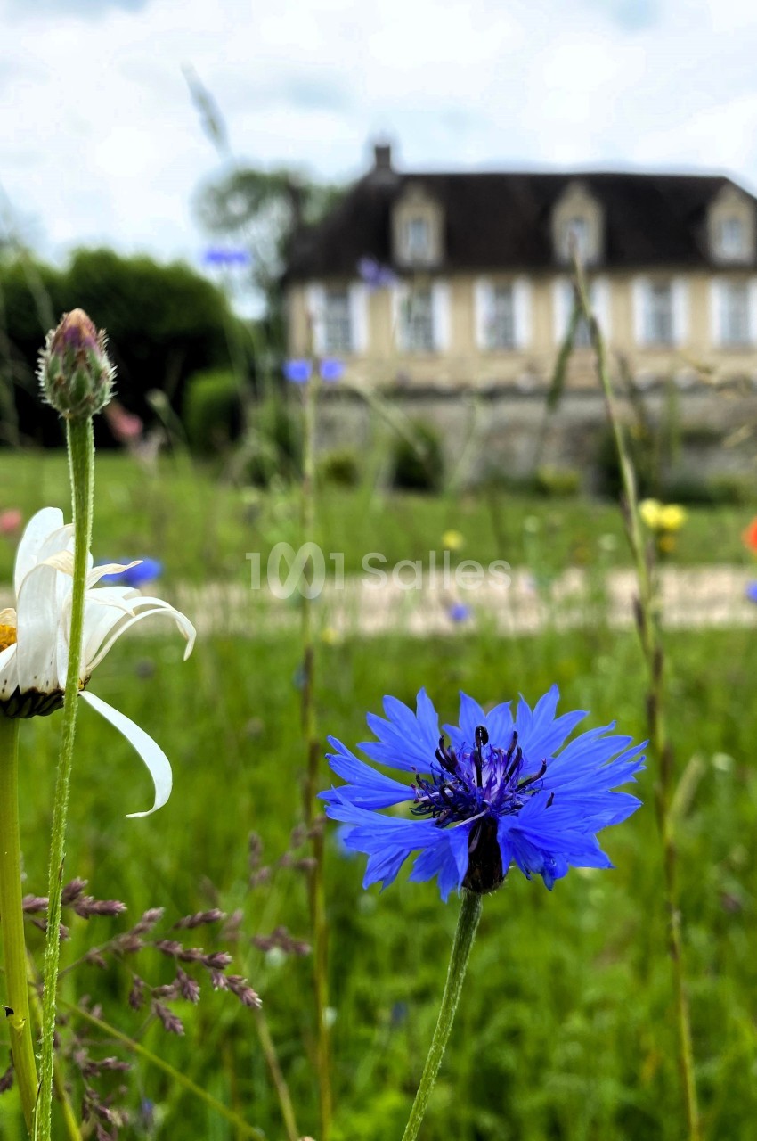 Fleur de bleuet en gros plan dans un pré fleuri, avec une maison floutée en arrière-plan.