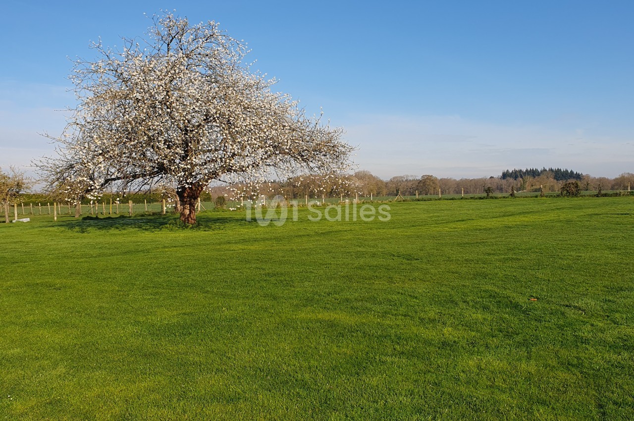 Un arbre en fleurs blanches au milieu d'une prairie verdoyante sous un ciel bleu dégagé.