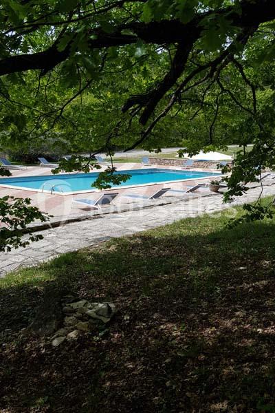 Piscine extérieure entourée de chaises longues, vue à travers des branches d'arbres dans un cadre naturel.