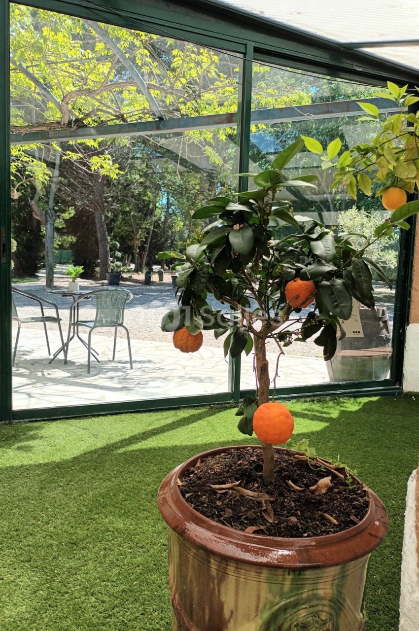 Petit oranger en pot avec des fruits mûrs, placé sur une terrasse ensoleillée avec vue sur un jardin et des arbres.