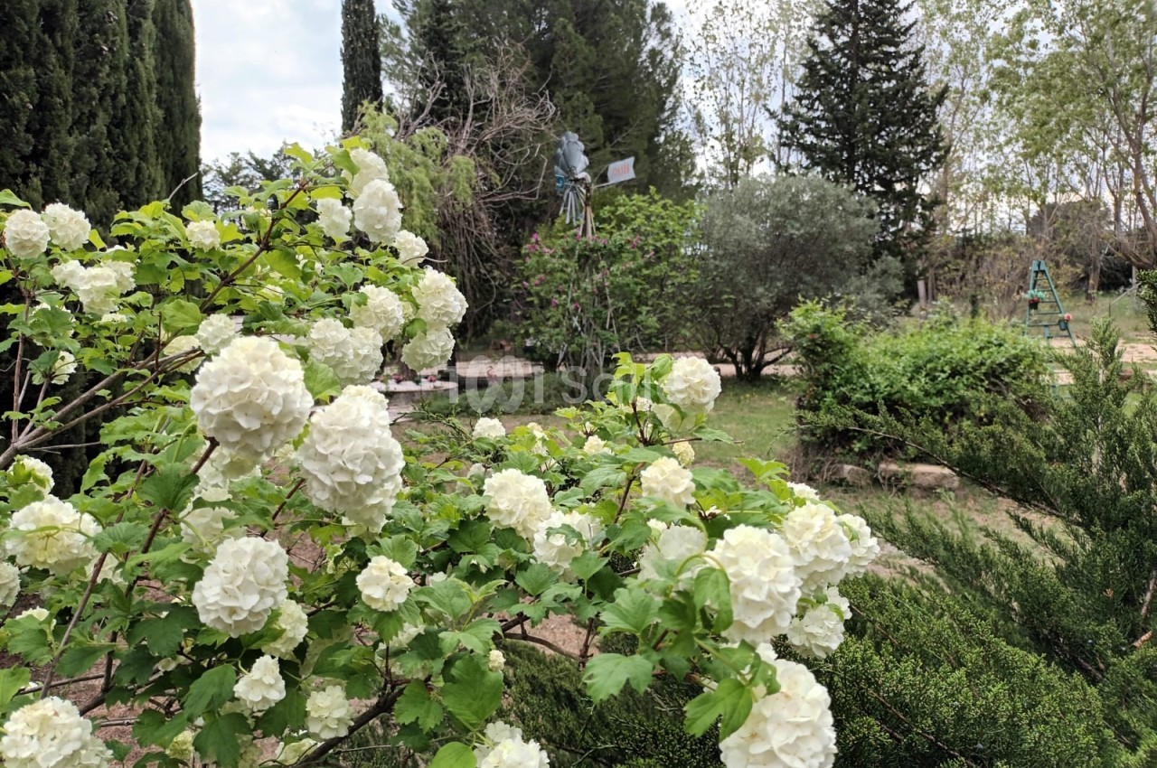 Arbuste en fleurs blanches dans un jardin verdoyant avec des arbres, des buissons et un ciel légèrement nuageux.