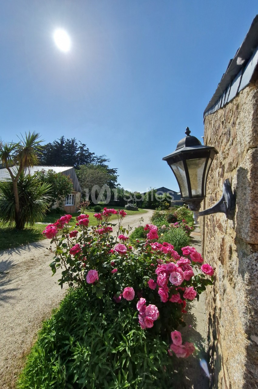 Massif de roses en fleurs le long d'un chemin ensoleillé, avec une lanterne fixée à un mur en pierre.