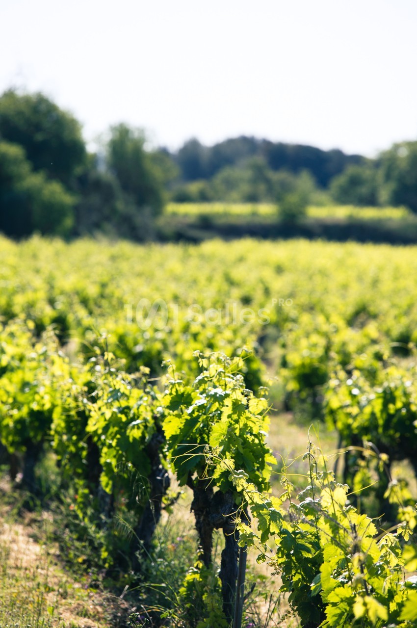 Vignes verdoyantes alignées dans un paysage rural sous un ciel clair.