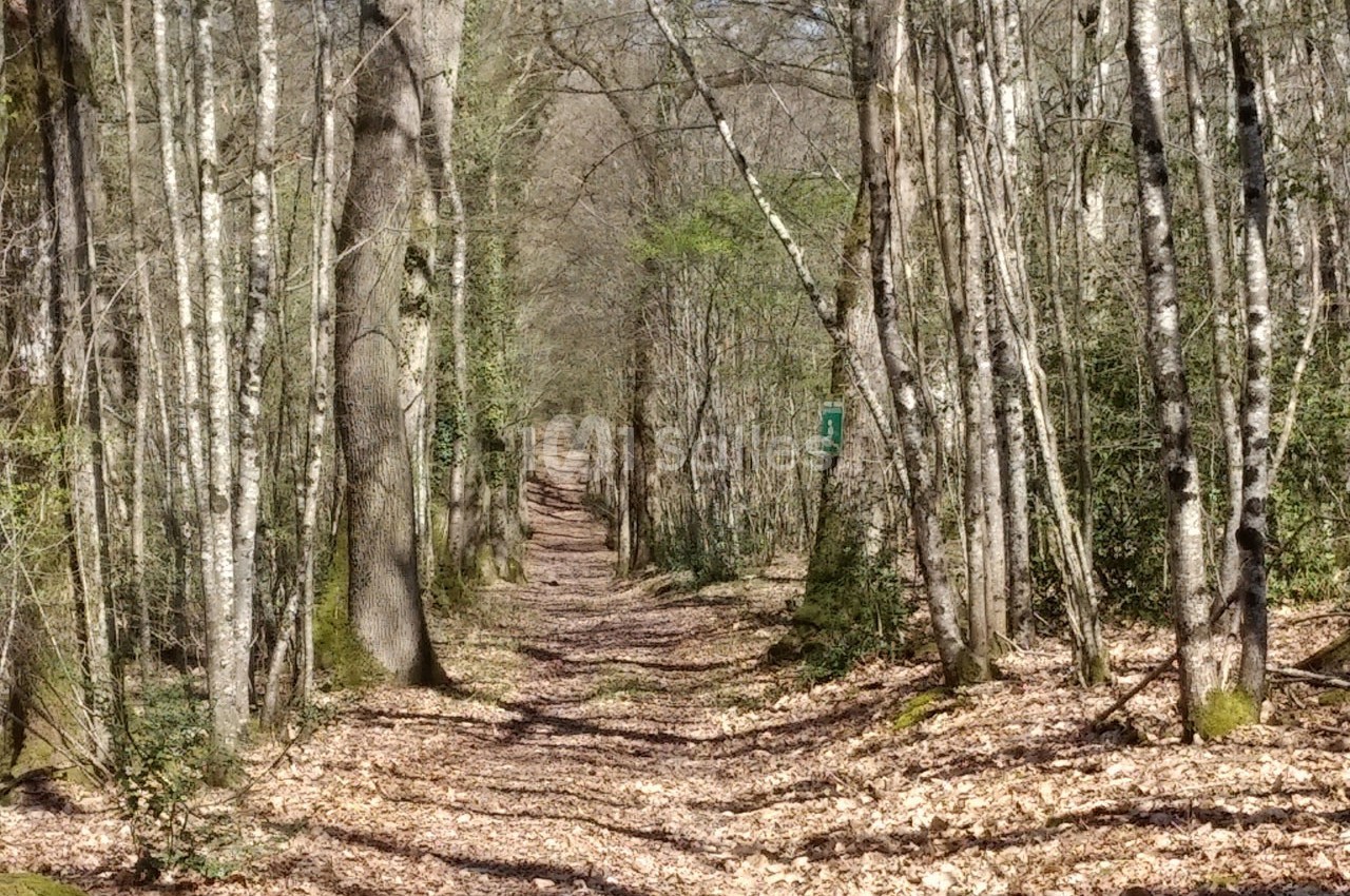 Chemin forestier étroit bordé d'arbres aux troncs clairs, avec un sol couvert de feuilles mortes.