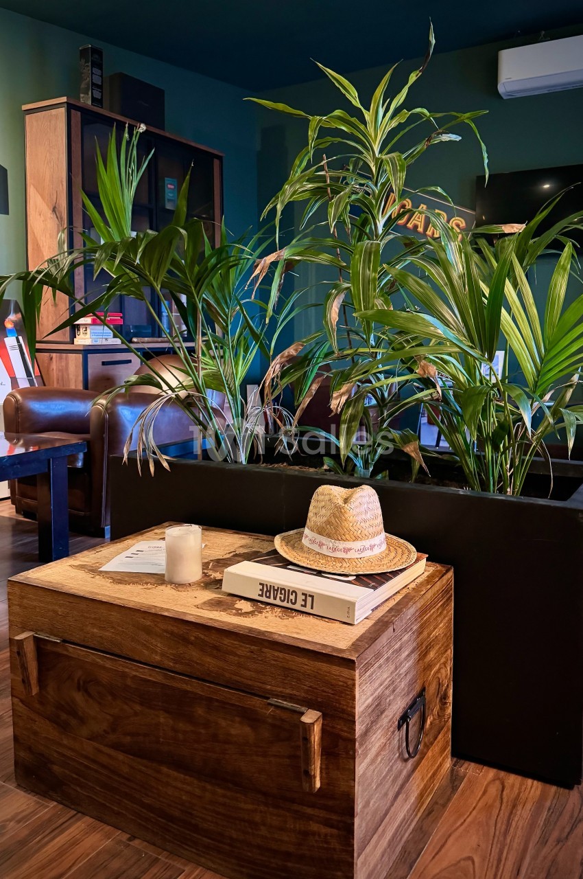 Plantes vertes dans un grand pot noir devant un coffre en bois avec un chapeau de paille et des livres, dans un salon.