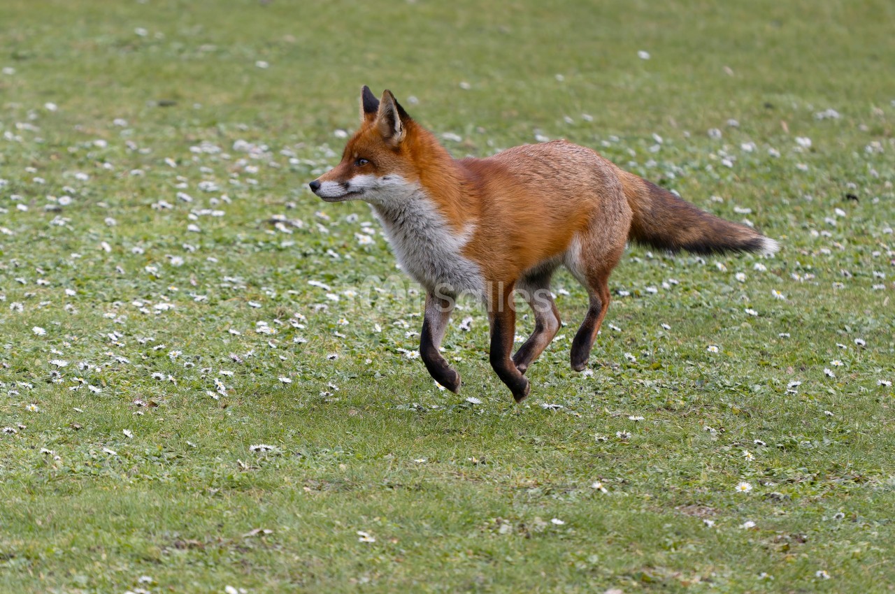 Un renard roux trotte sur une pelouse verte parsemée de petites fleurs blanches.