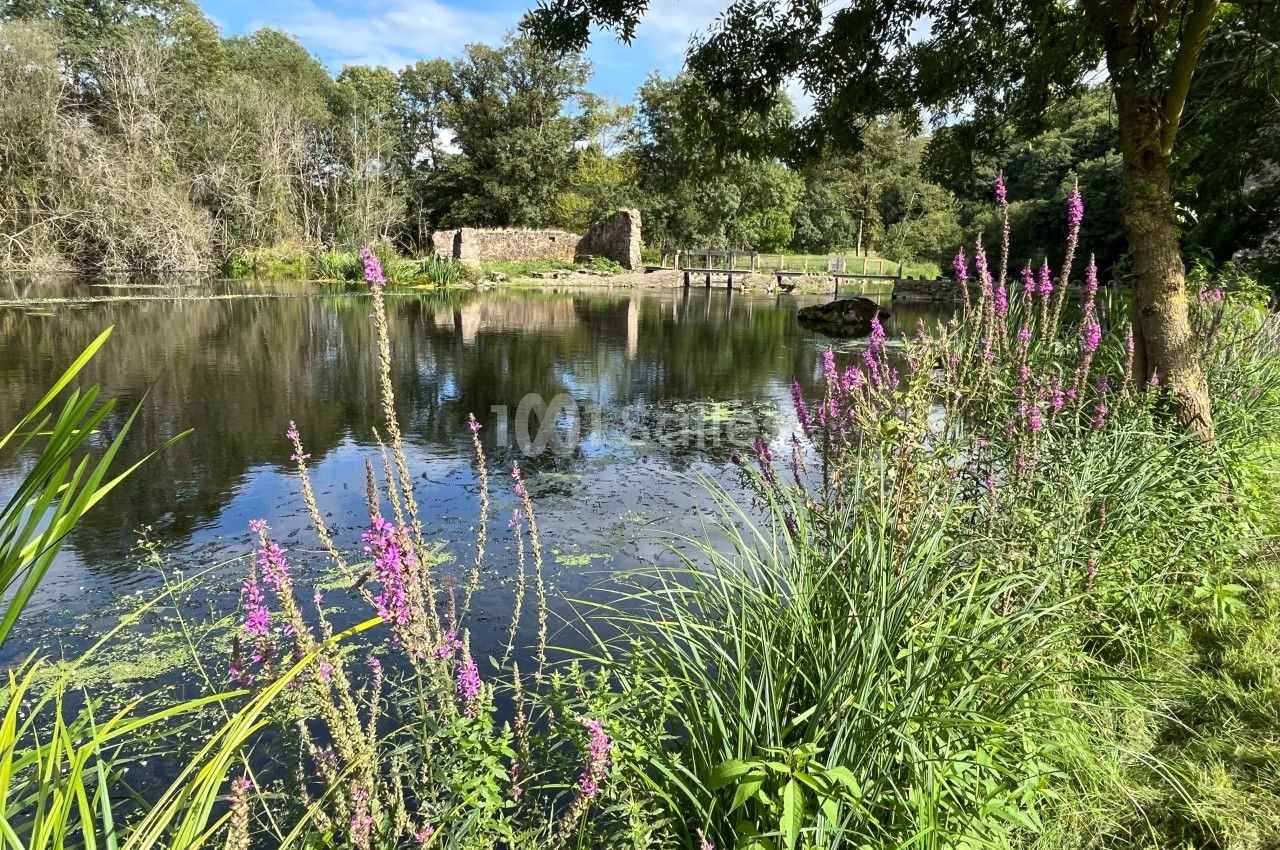 Étang entouré de végétation avec des fleurs violettes au premier plan, ruines en pierre et arbres en arrière-plan.