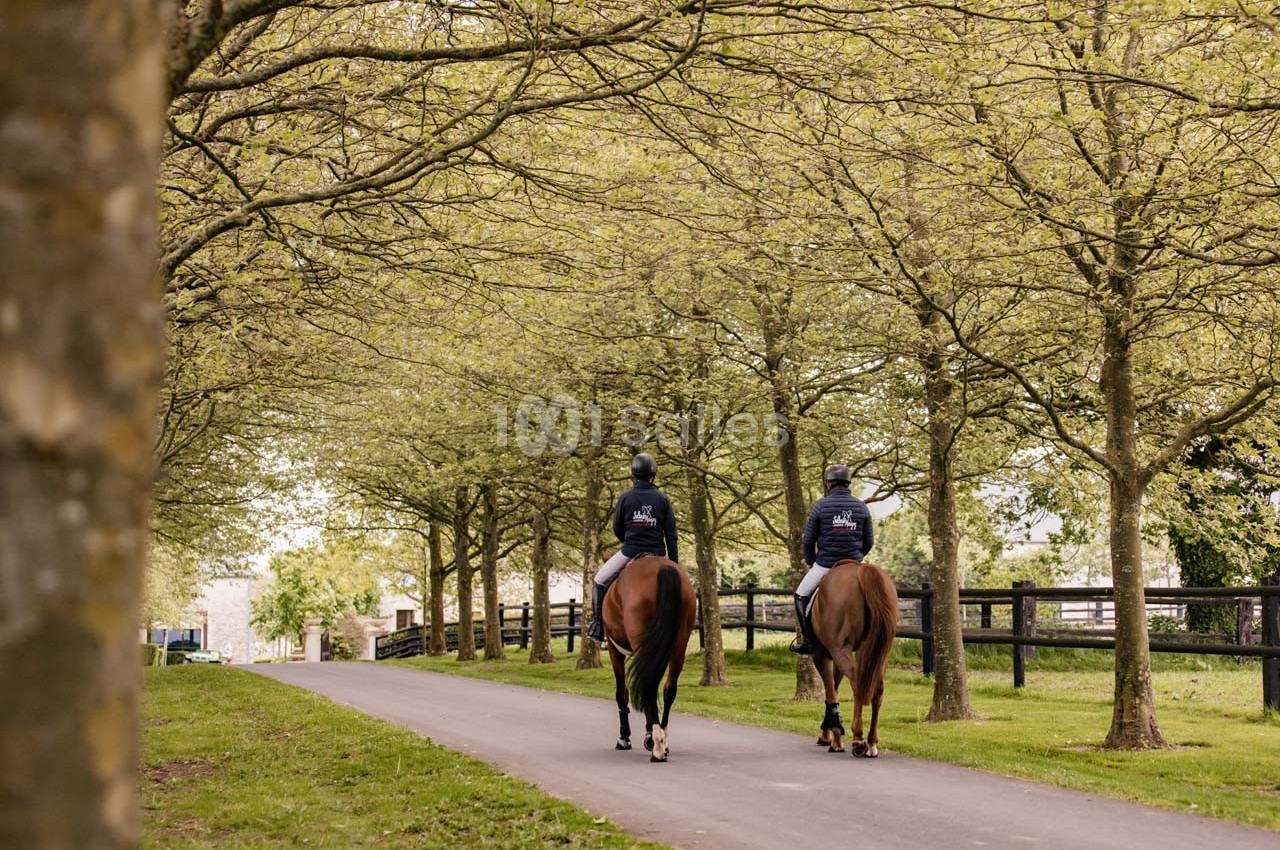 Deux cavaliers à cheval avancent sur une allée bordée d'arbres dans un cadre verdoyant.