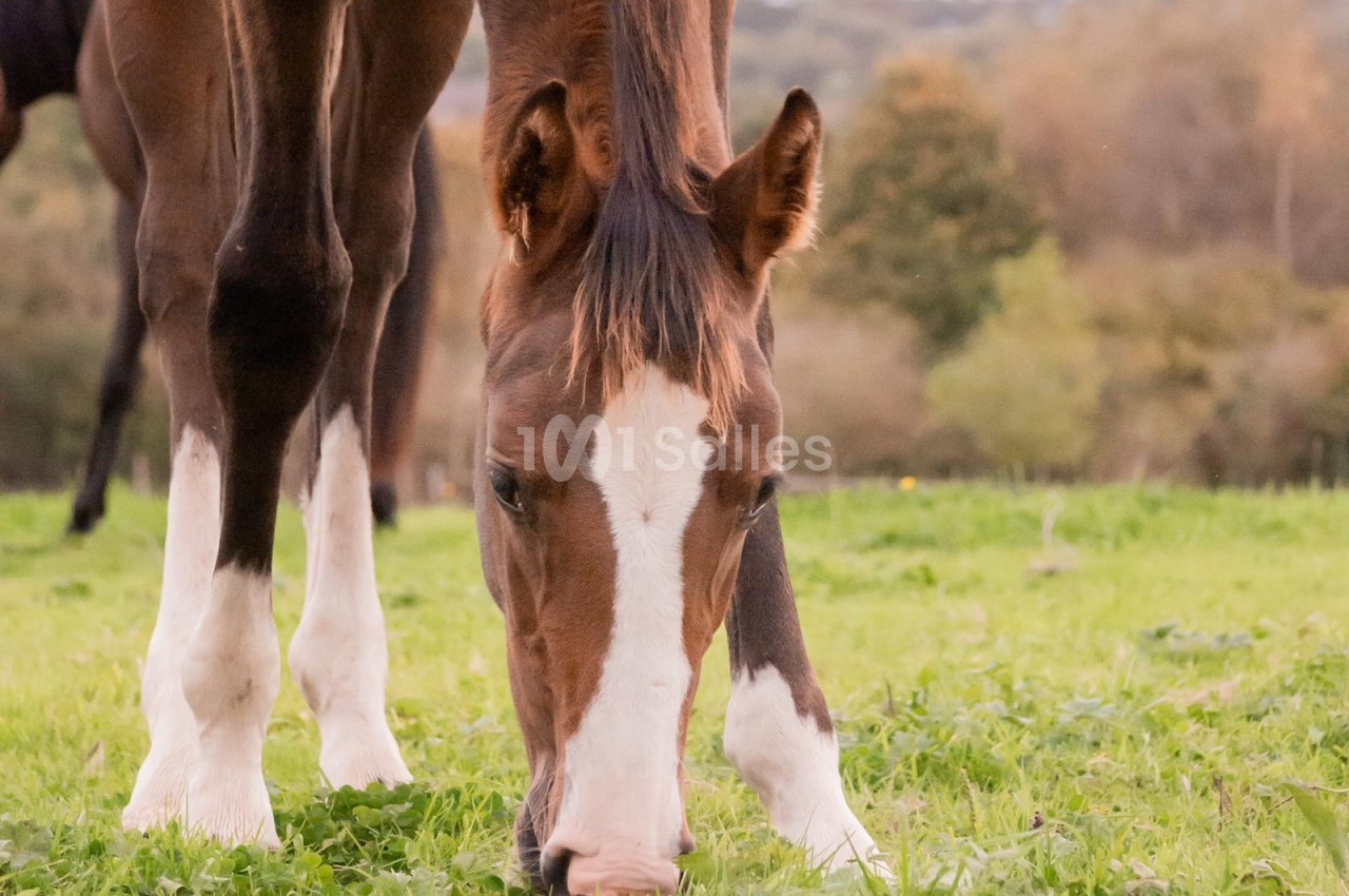 Cheval brun avec une marque blanche sur le front broutant de l'herbe dans un champ verdoyant.