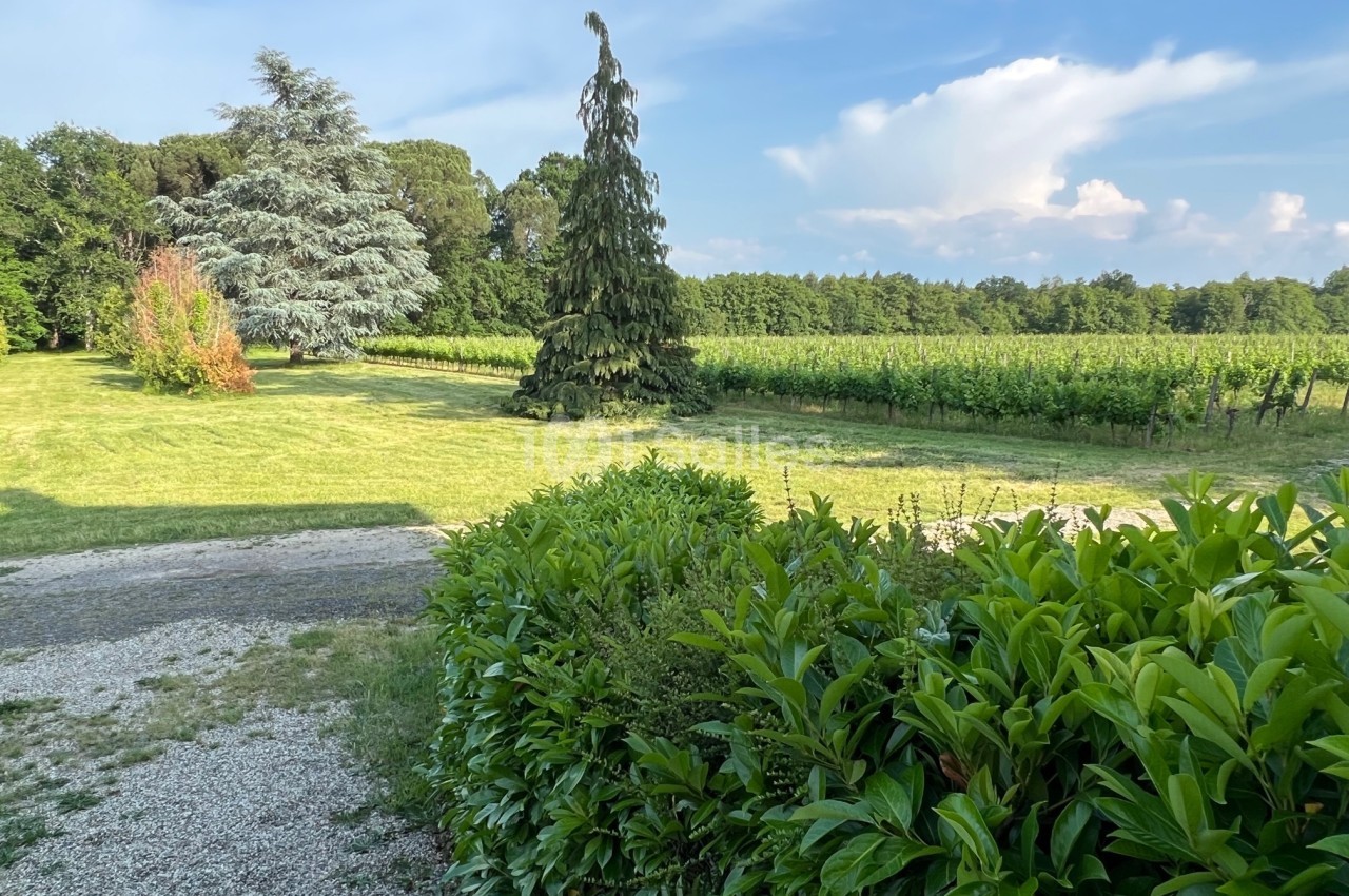 Paysage avec pelouse, allée gravillonnée, arbustes au premier plan, arbres et vignoble sous un ciel bleu.