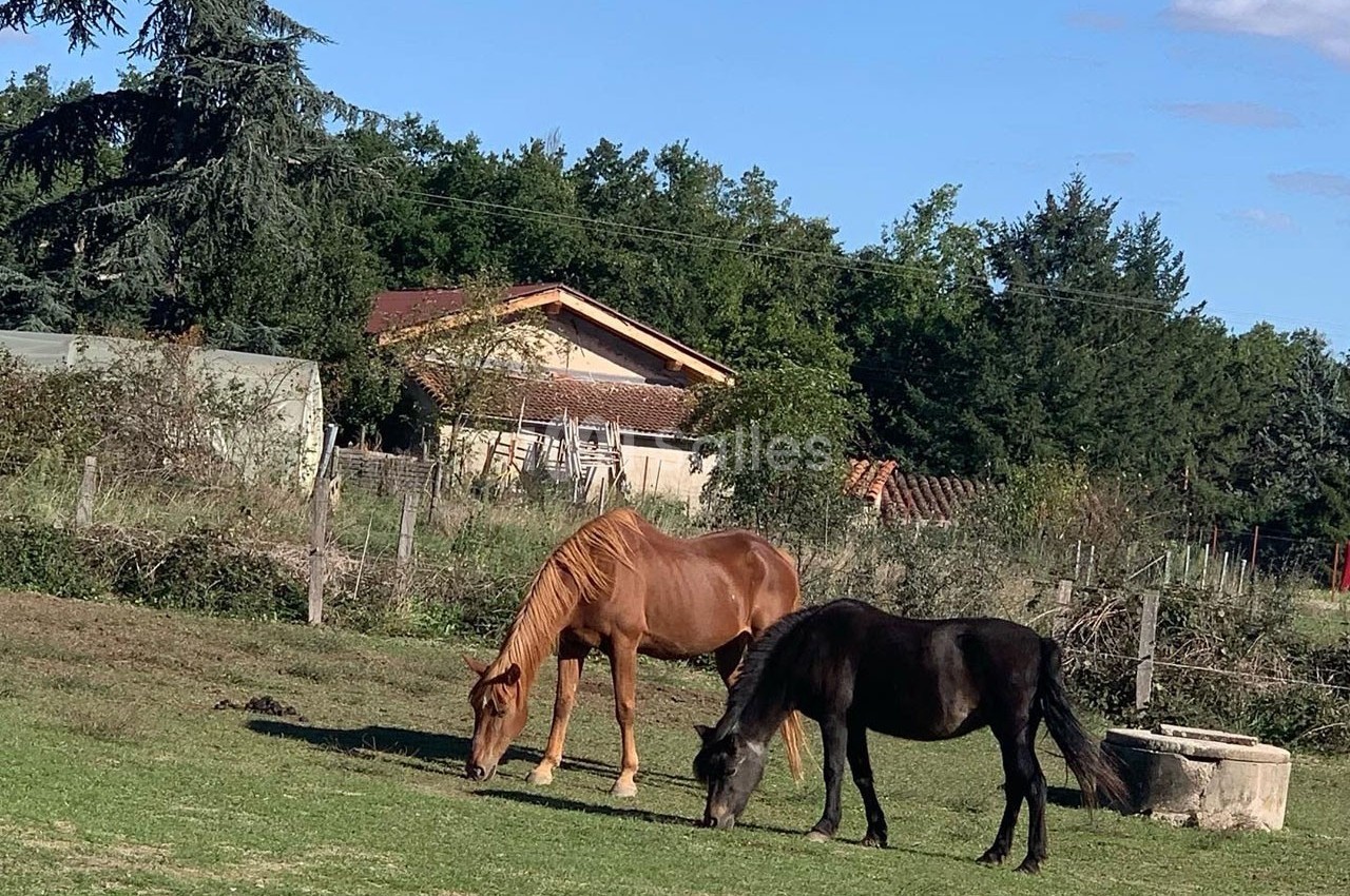 Deux chevaux, l'un brun et l'autre noir, broutent de l'herbe dans un pré près d'une maison entourée d'arbres.