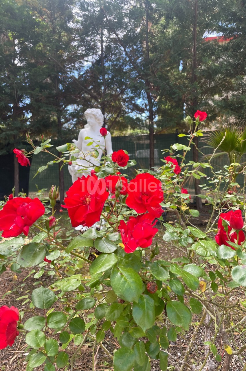 Rosier aux fleurs rouges éclatantes devant une statue blanche dans un jardin bordé d'arbres.