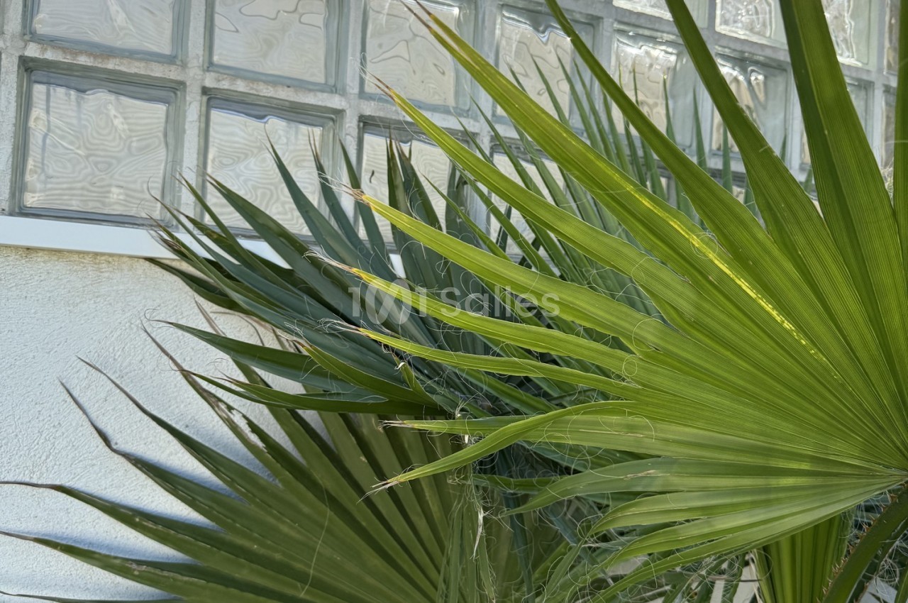 Feuilles de palmier vertes devant une fenêtre en pavés de verre, éclairées par la lumière naturelle.