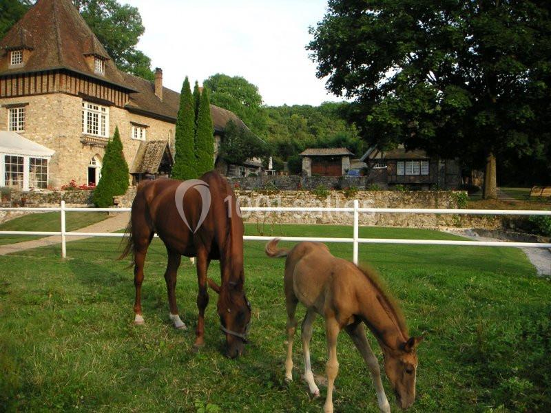 Deux chevaux broutent de l'herbe dans un pré clôturé, avec une maison en pierre et des arbres en arrière-plan.