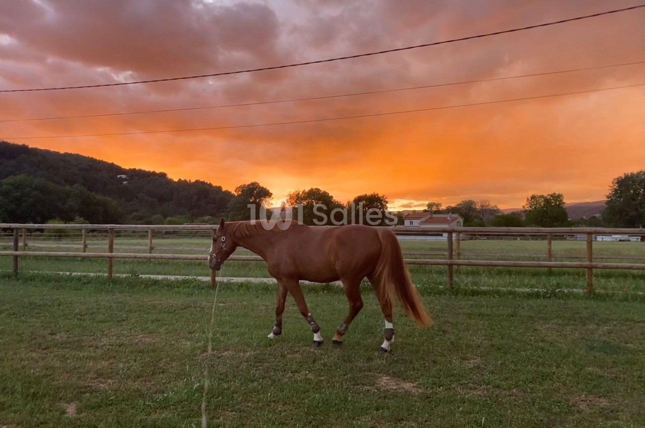 Cheval brun marchant dans un pré clôturé au coucher du soleil, avec un ciel orange et des collines en arrière-plan.