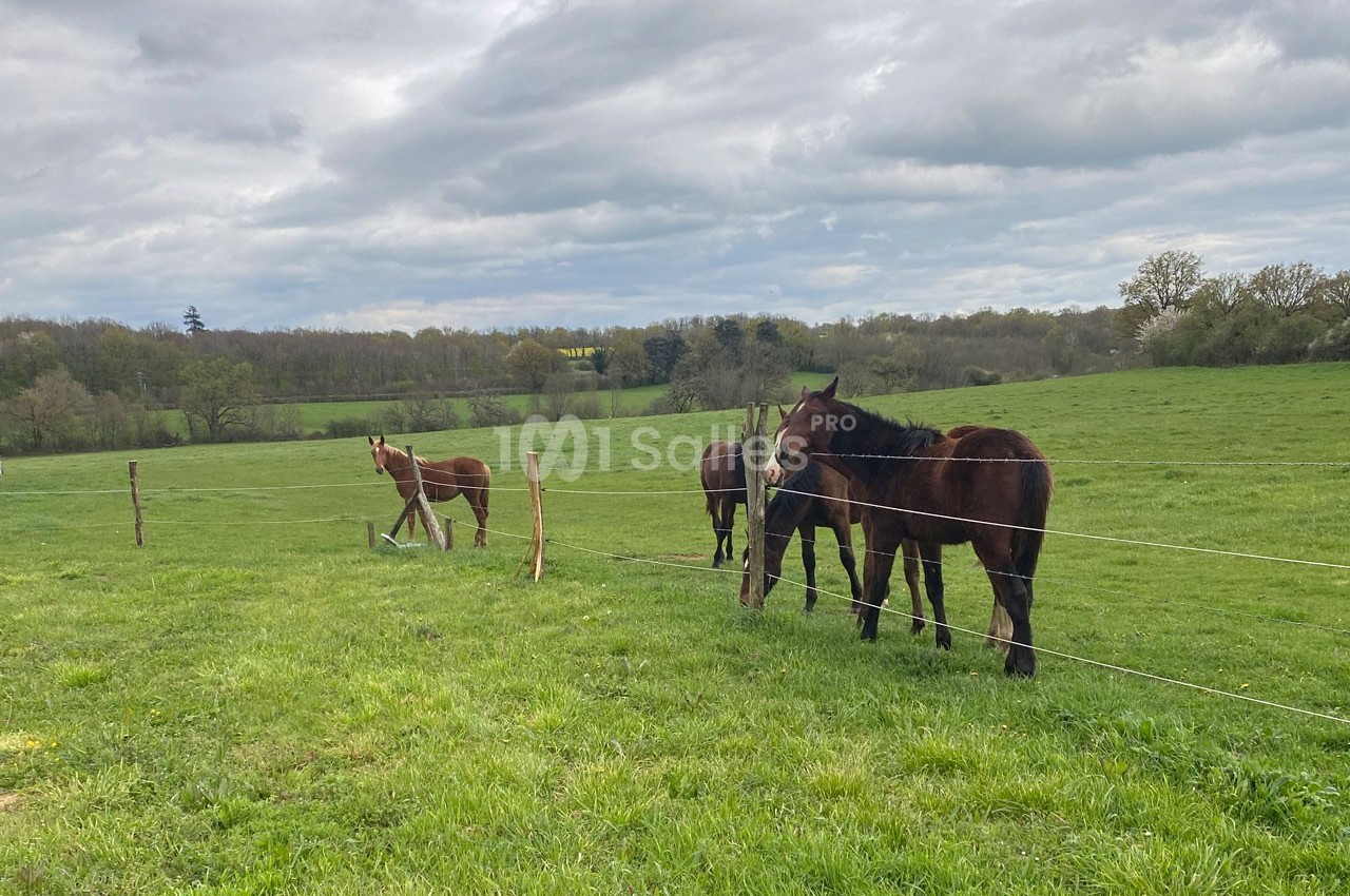 Chevaux broutant dans un pré verdoyant entouré de clôtures, sous un ciel nuageux.