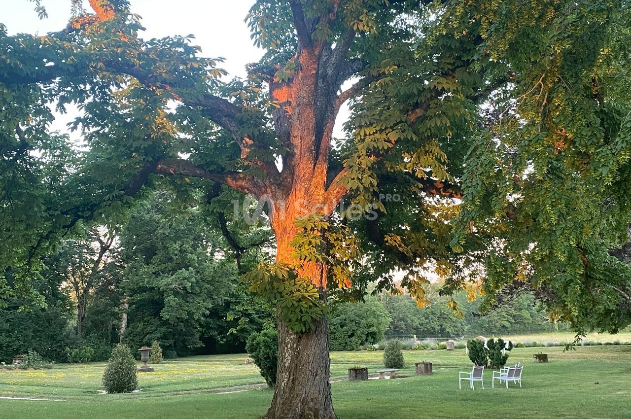 Un grand arbre éclairé par la lumière du soleil couchant dans un jardin avec des chaises blanches en arrière-plan.