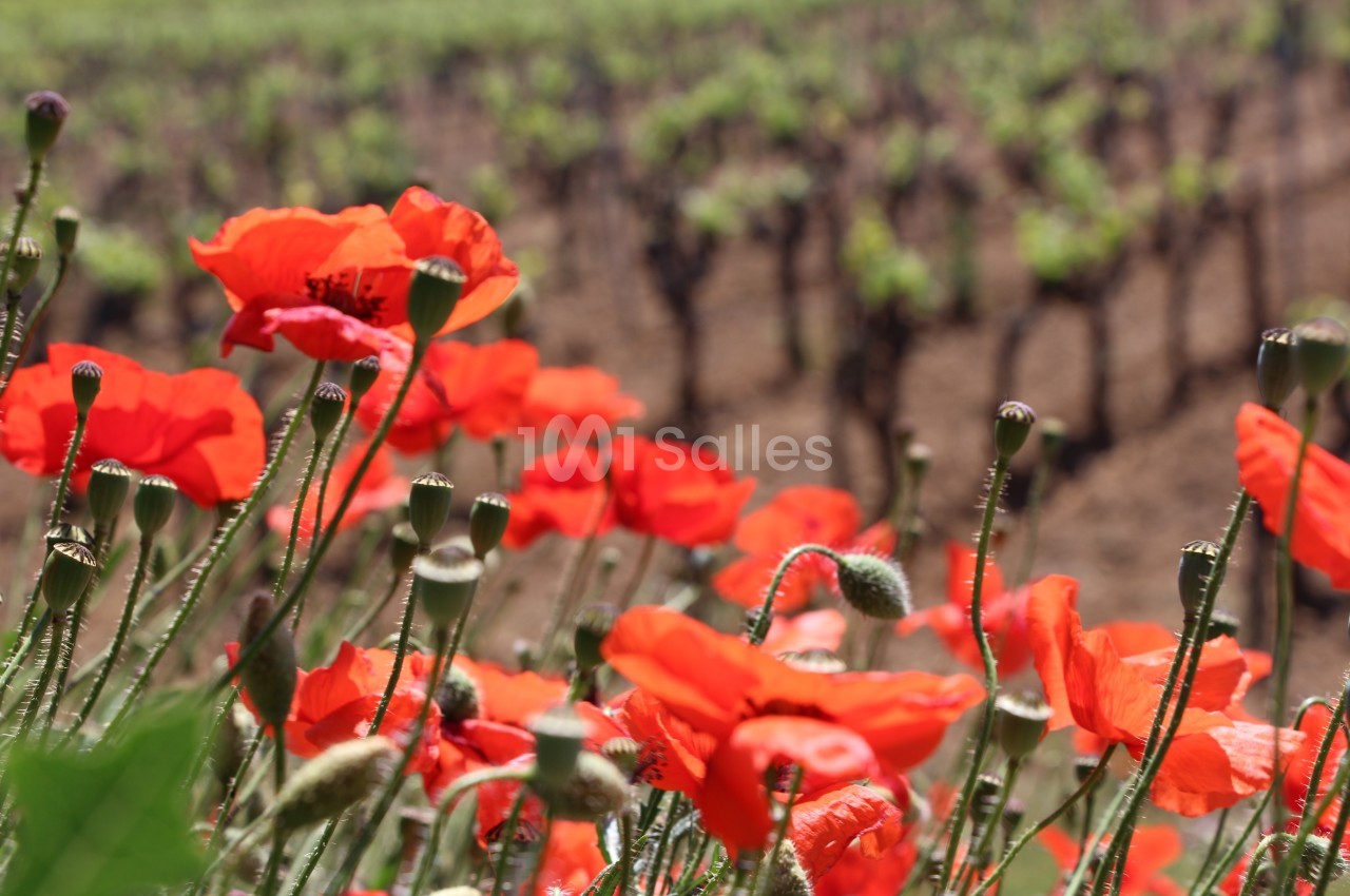 Coquelicots devant le vignoble