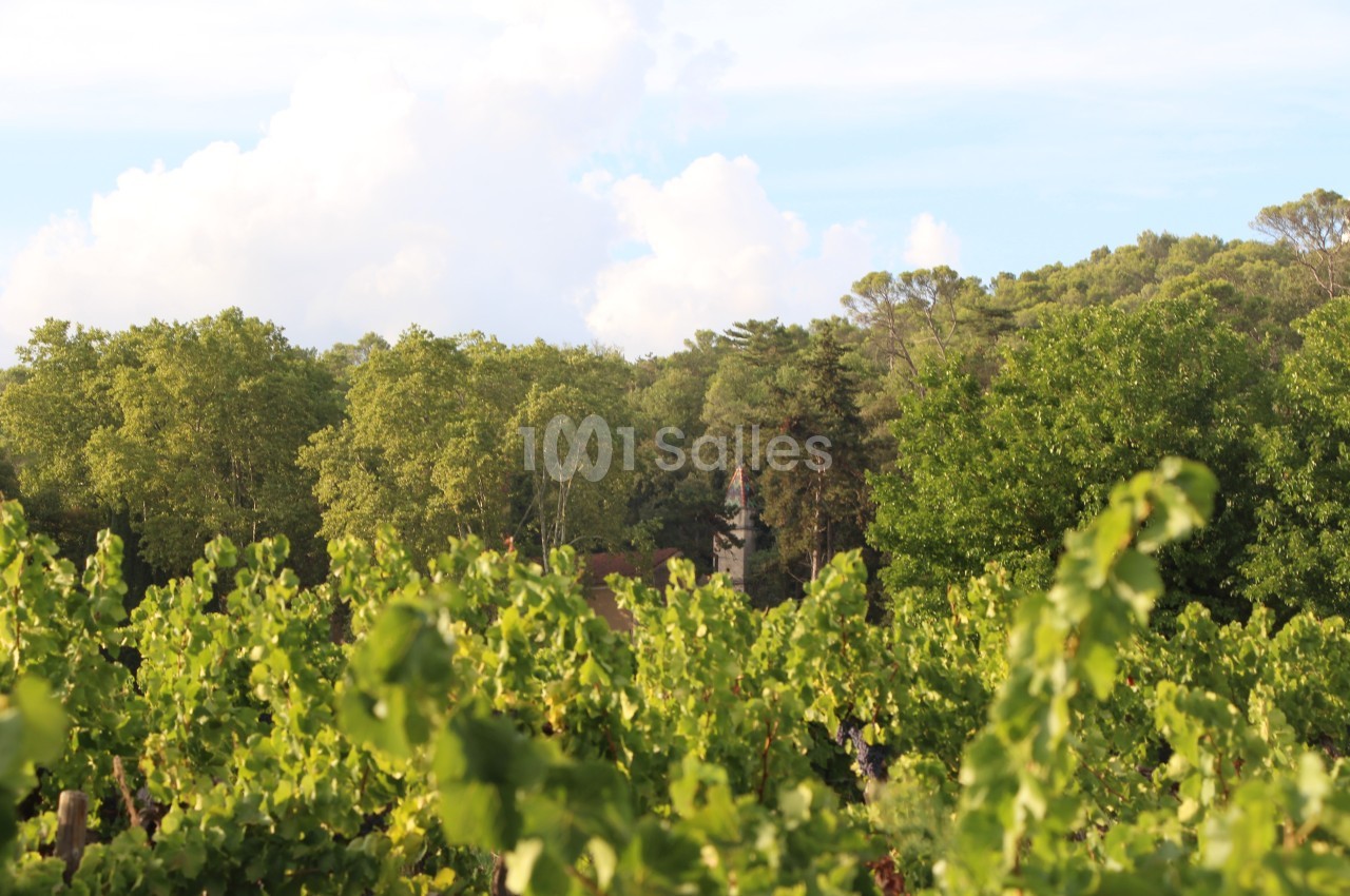 Vignoble du Château de l'Olivète. Au loin, aperçu de l'ancien pigeonnier de la propriété.
