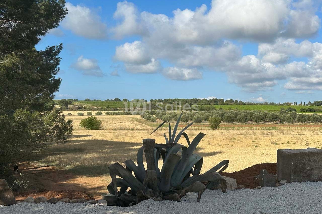 Paysage rural avec un champ doré, des arbres en arrière-plan et une plante d'agave au premier plan sous un ciel…