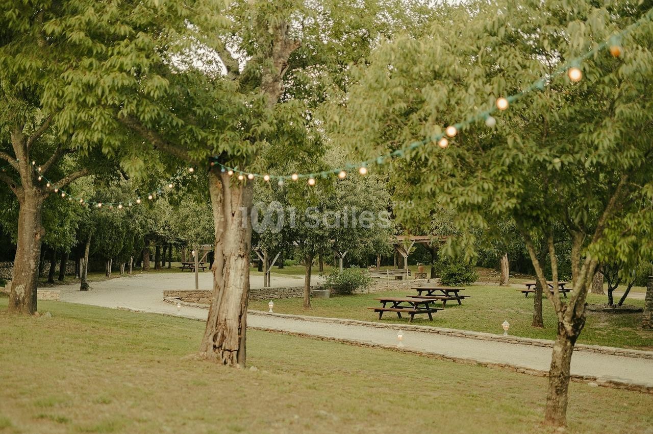 Allée bordée d'arbres avec guirlandes lumineuses suspendues, tables de pique-nique et pelouse environnante.