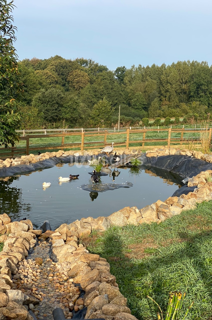 Étang entouré de pierres avec des canards nageant, des plantes aquatiques et une clôture en bois en arrière-plan.