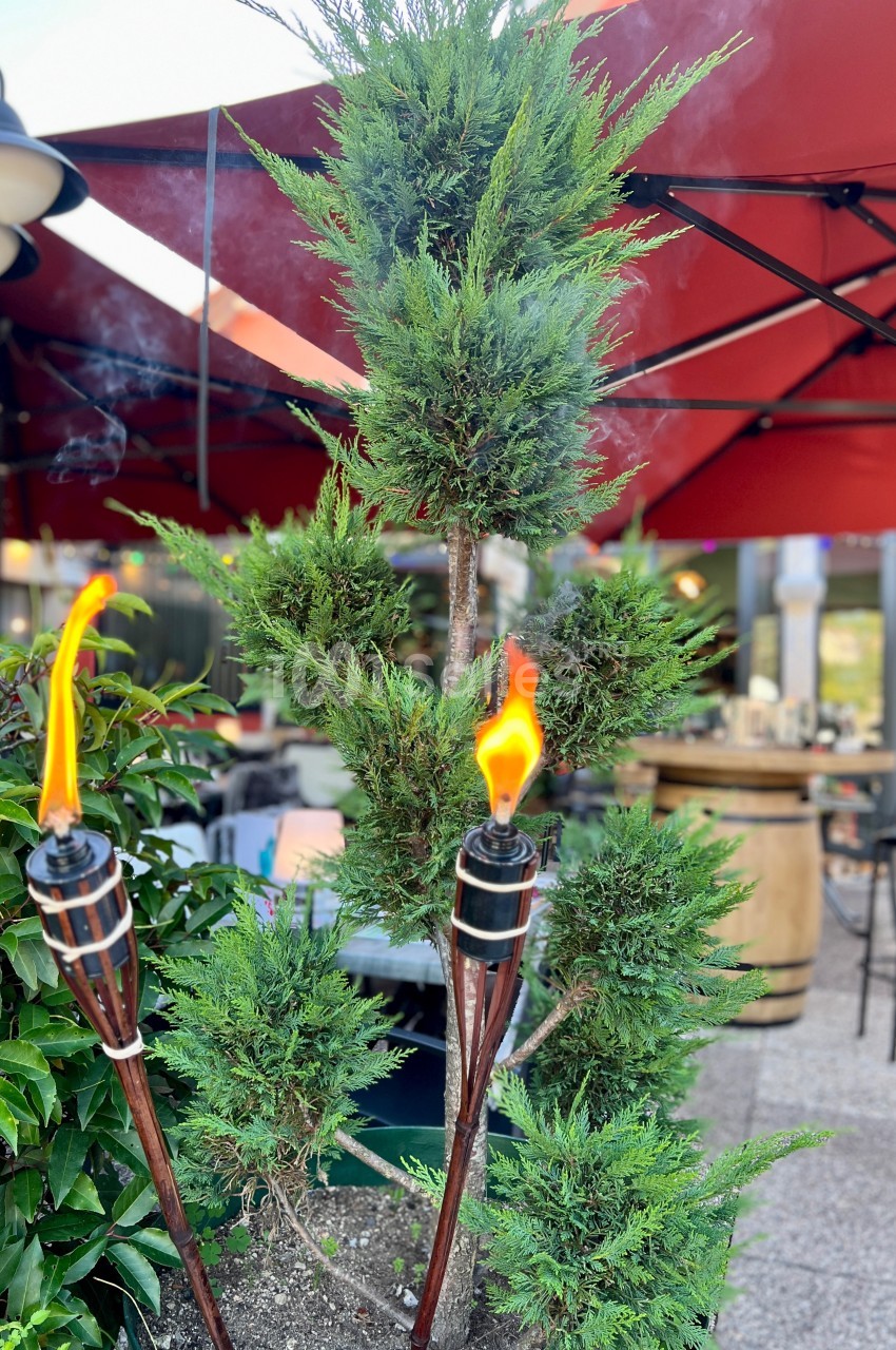 Deux torches allumées devant un arbuste taillé, sur une terrasse avec parasols rouges en arrière-plan.