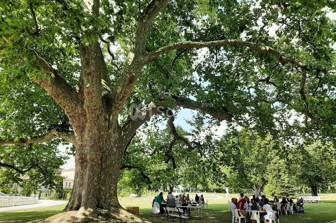 Un grand arbre ombrageant un groupe de personnes assises à des tables dans un parc verdoyant.