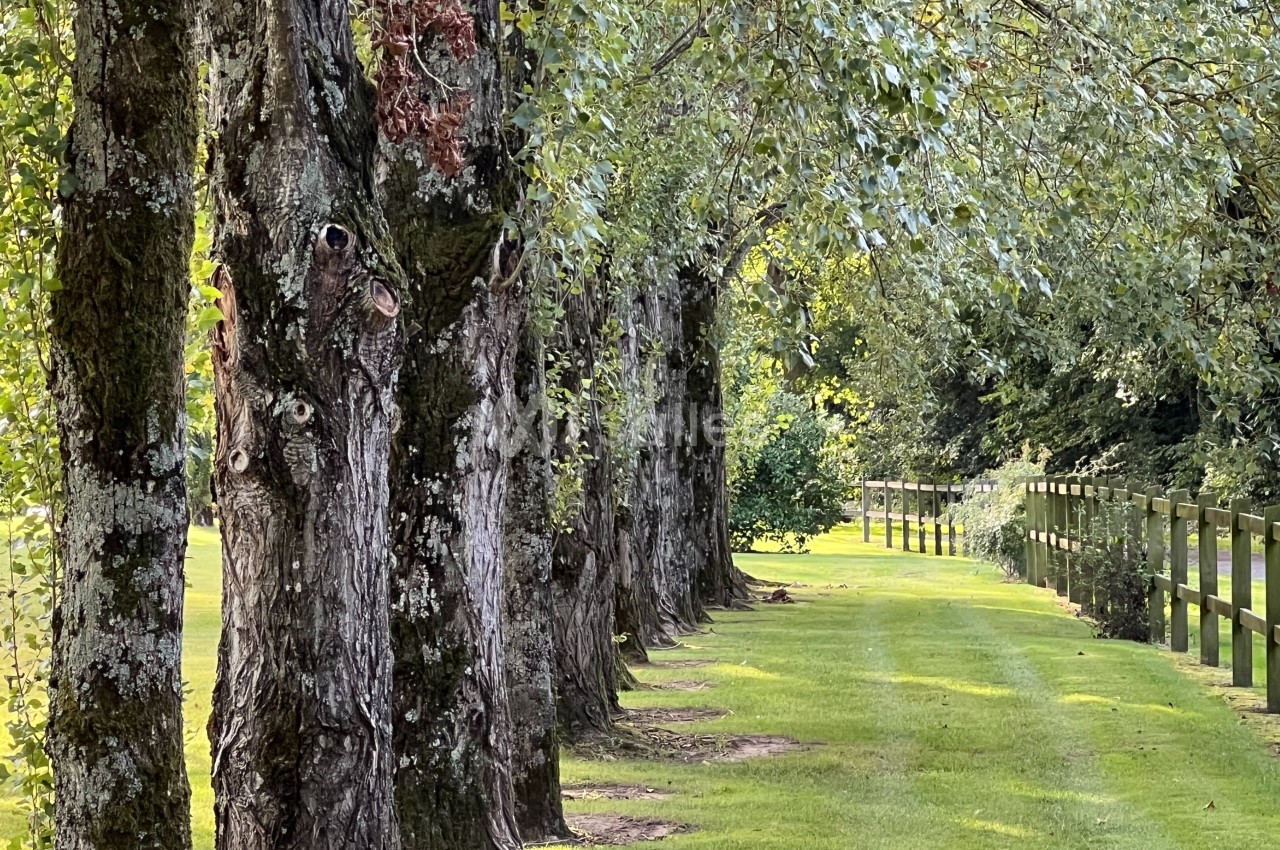Alignement d'arbres sur une pelouse verte, bordé par une clôture en bois sous un ciel dégagé.