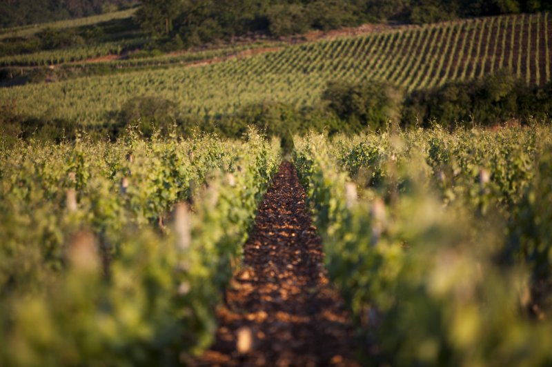 Secrets de Vignobles - photo 2